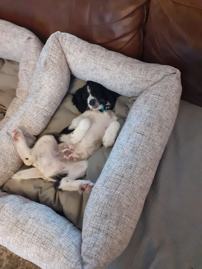 Albert On His First Day After We Rescued Him.