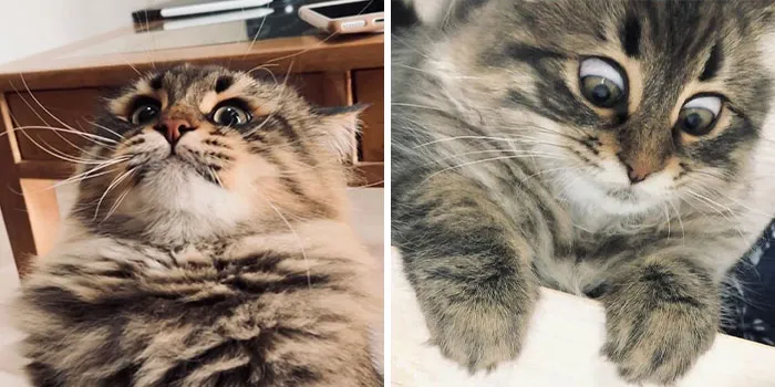 34 Pics Of A Cat That Has More Facial Expressions Than Most Humans