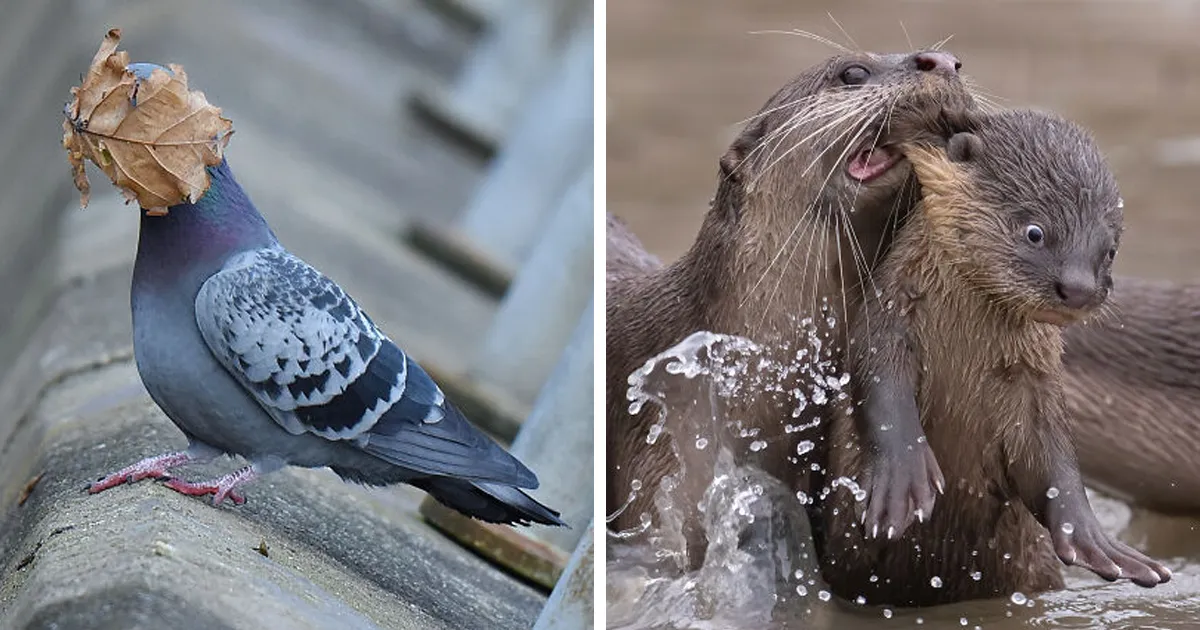 Estas son las 16 fotos más divertidas de fauna salvaje de 2021, y te alegrarán el día