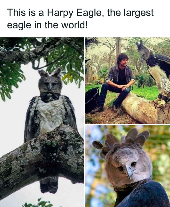 The Harpy Eagle
