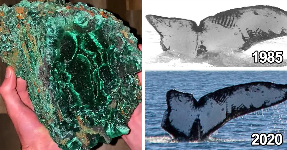 45 Personas que vieron algo magnífico en la Naturaleza y tuvieron que compartirlo en internet