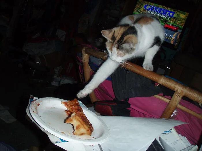 Coffee Cake Stealing Pizza
