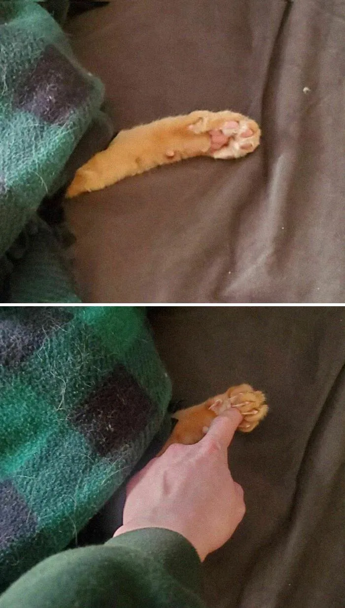 I Couldn't Help Myself. I Had To Poke The Beans