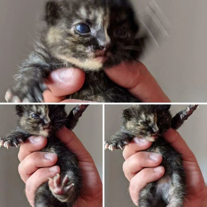 Las patitas asesinas más pequeñas del mundo
