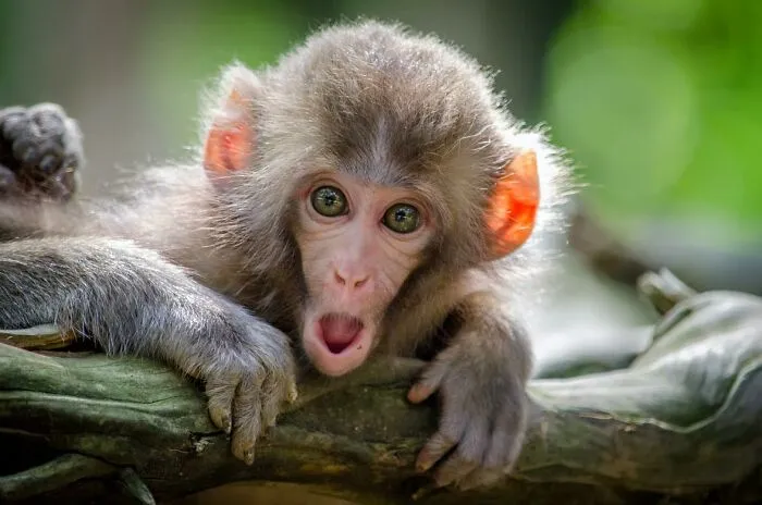 40 Overconfident People Saying Dumb Things Shared In This Online Thread