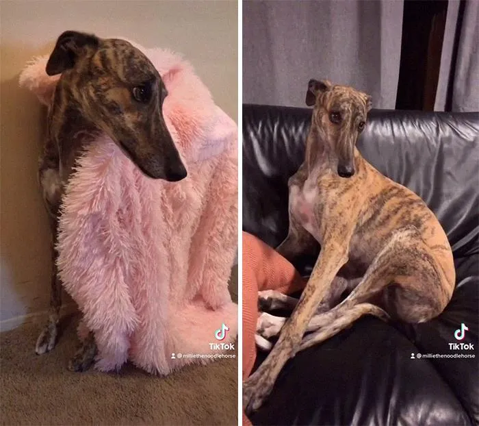 Dogs Think Humans Can Do No Wrong