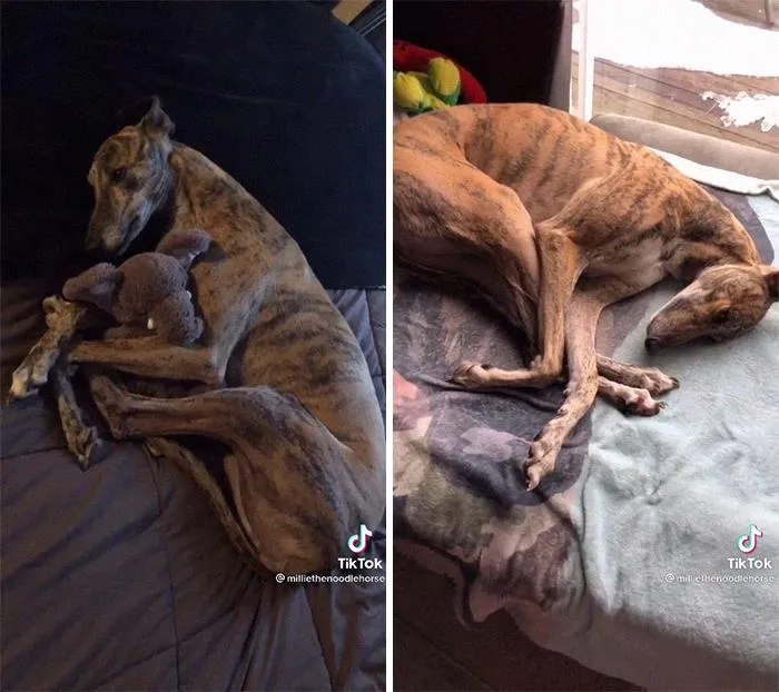 The Donut Or Fuzzy Bagel Is The Most Common Sleeping Position For Dogs