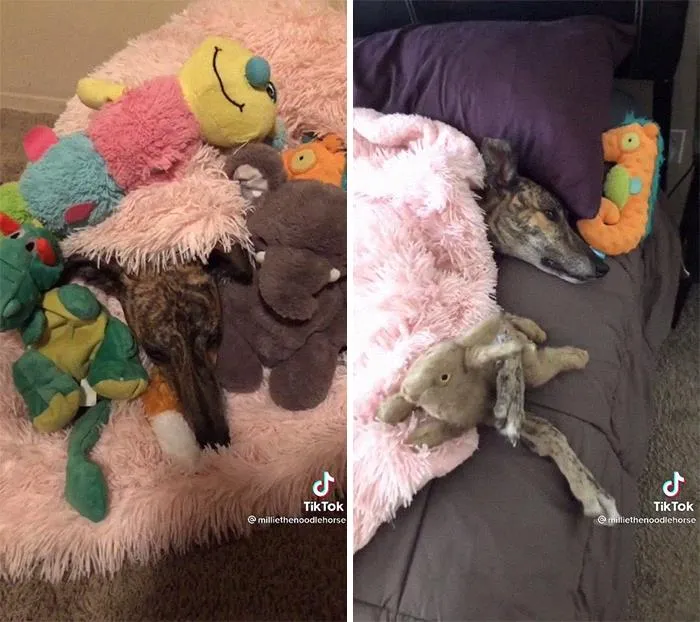 The Burrower Sleeping Position
