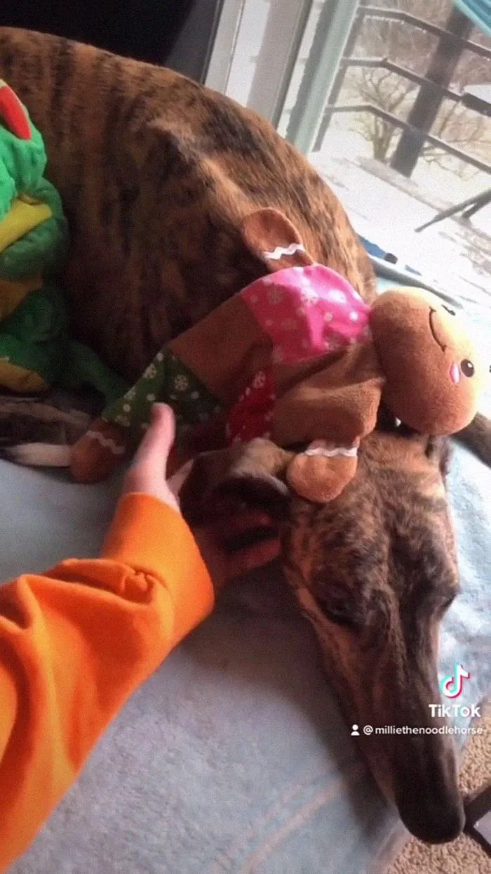 Affection Without Food