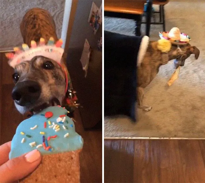 Carrying Food, Treats, Toys