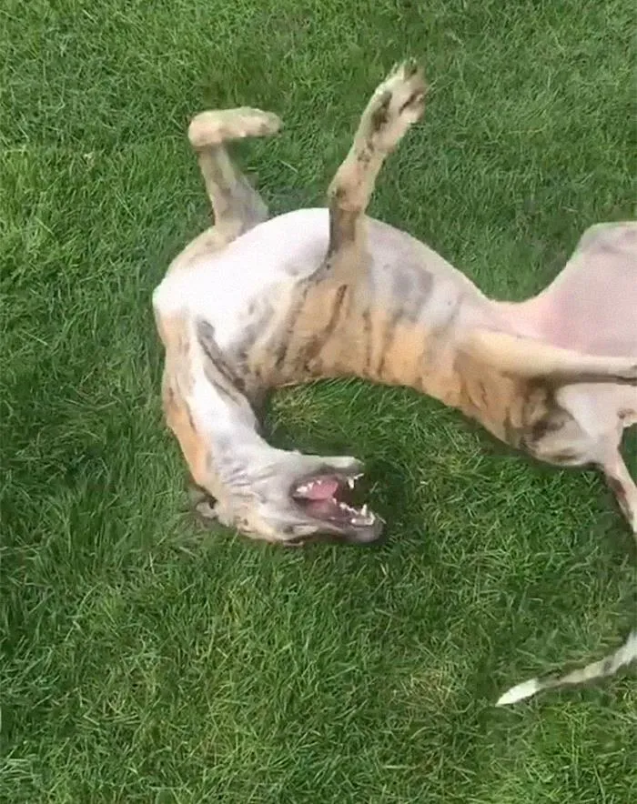 Roll In The Grass