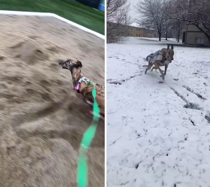 Zoomies