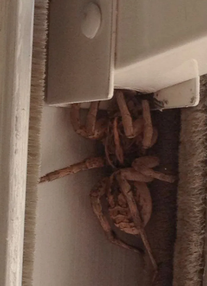 My Friend Just Moved To Texas And Found This In Her House