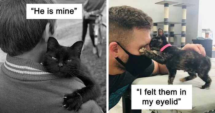This Group Is Dedicated To Posting Pics Of Cats' "Murder Mittens" And Here Are Their 40 Best Pics (New Pics)