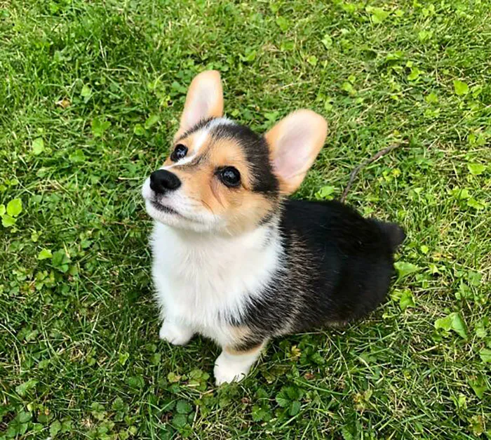 She Has Learned How To “Sit” And I’m So Proud Of Her!
