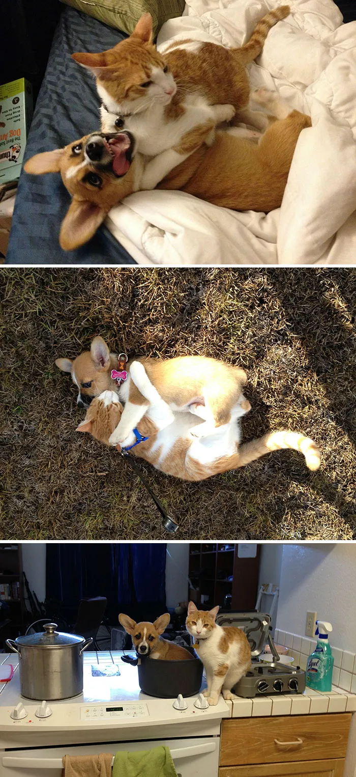 My Cat And Corgi Are Best Friends