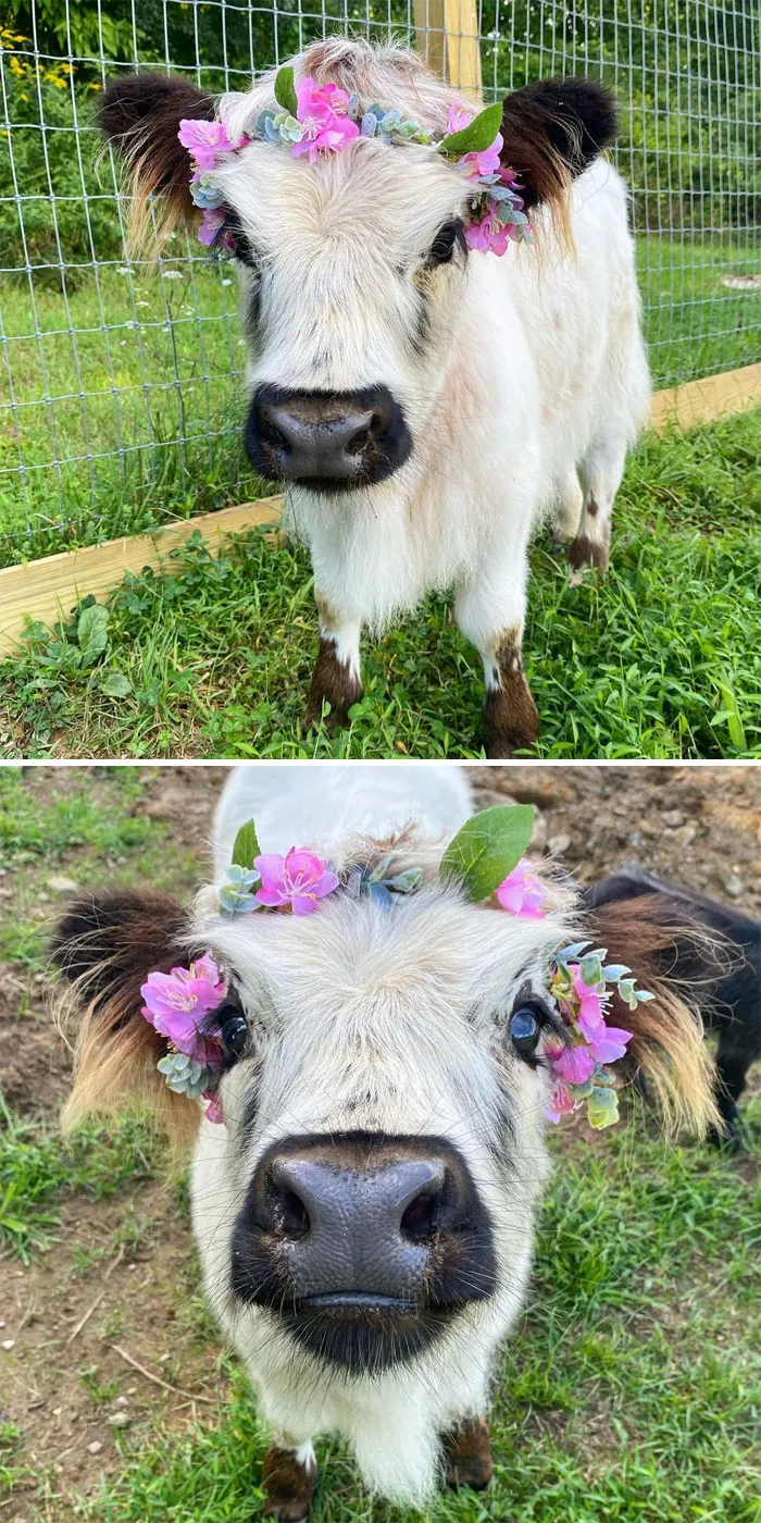 Adorable cow wearing a flower crown, standing in a grassy field near a fence.