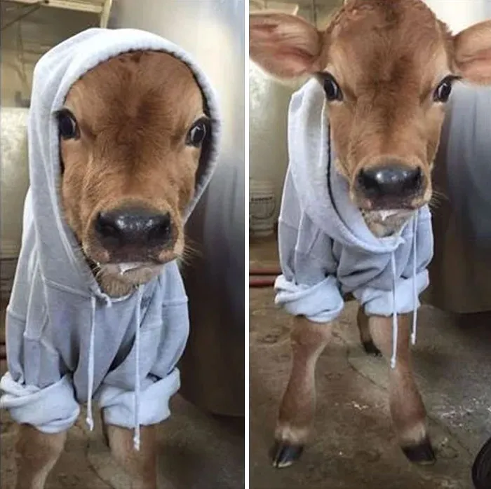 Adorable cow in a hoodie, looking curious and playful indoors.