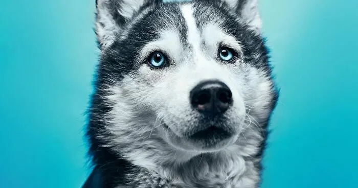 This Shelter Dressed Up Their Dogs And Had A Photographer Take Adorable Pictures Of Them To Get Them Adopted Faster (11 Pics)