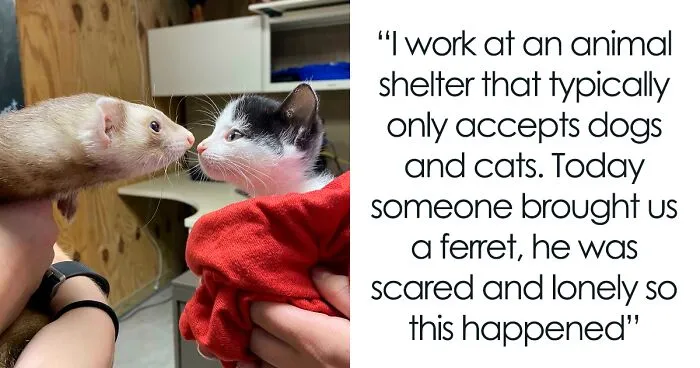 40 Photos Revealing How Silly Ferrets Can Be