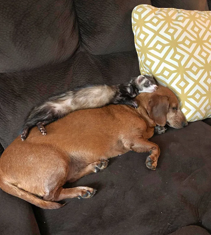 Mi hurón se quedó dormido encima de mi perro