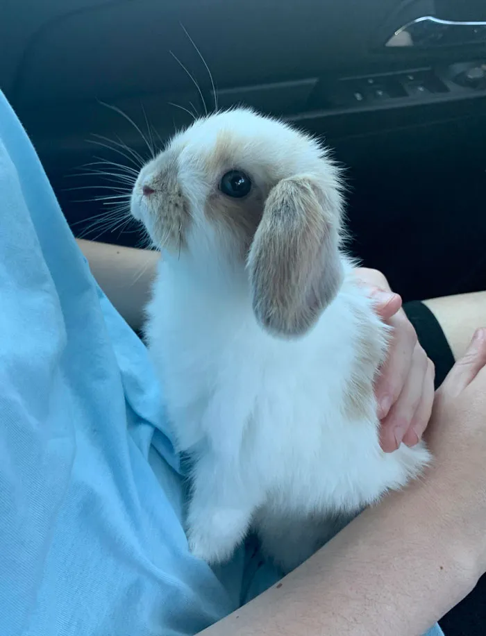 La nueva conejita de mi novia, Korra