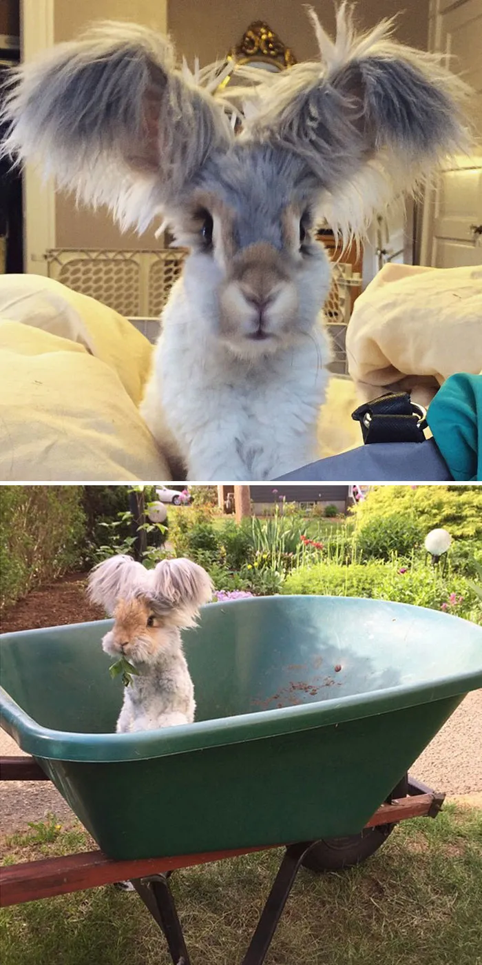 Meet Wally, The Bunny With The Biggest Wing Like Ears