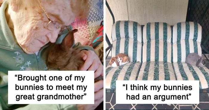 50 Bunnies Whose Cuteness Can't Be Challenged