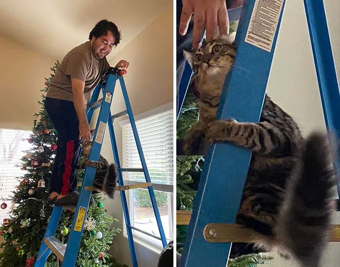 My Indoor Cat’s First Time Experiencing Heights & He Instantly Regretted It