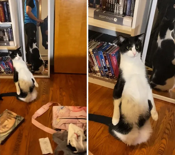 Gatito no está seguro de la impresora