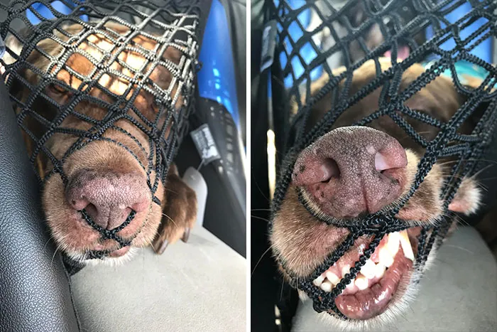 Intenté poner una red para que mi perro no pudiera llegar al asiento delantero. Los resultados fueron... bueno