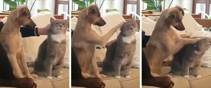 He’s Trying His Best To Learn How To Pet The Kitty