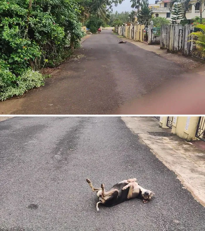 Encontré este bicho gigante tirado en la calle