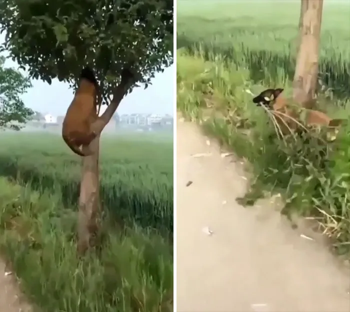 ¿Que no hay palo? No hay problema