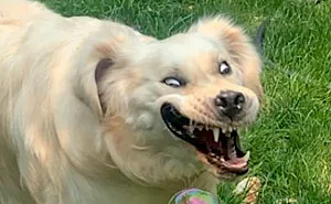50 Of The Derpiest Dogs Caught On Camera (New Pics)