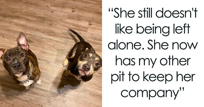 Woman Takes A Starving Pit Bull Under Her Wing After It Had Been Found Locked Up In An Abandoned House With A Broken Leg And No Food