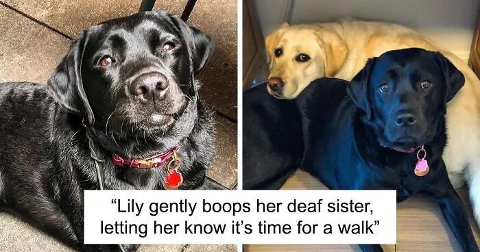 Labrador Named Lily Always Gets Her Deaf Sister When It’s Time For A Walk