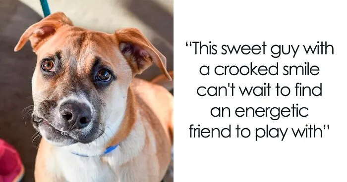 This Adorable Dog With A Crooked Smile Is Looking For A Loving Home
