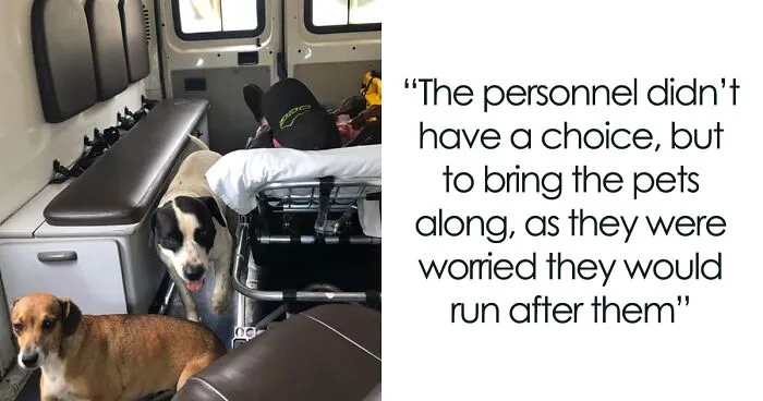 Two Loyal Dogs Stand By Their Sick Owner, Personnel Decides To Bring Them Along In An Ambulance