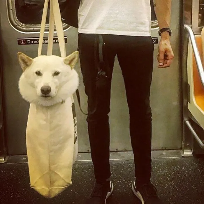 41 Personas que llevan a sus perros en bolsas, y es adorable