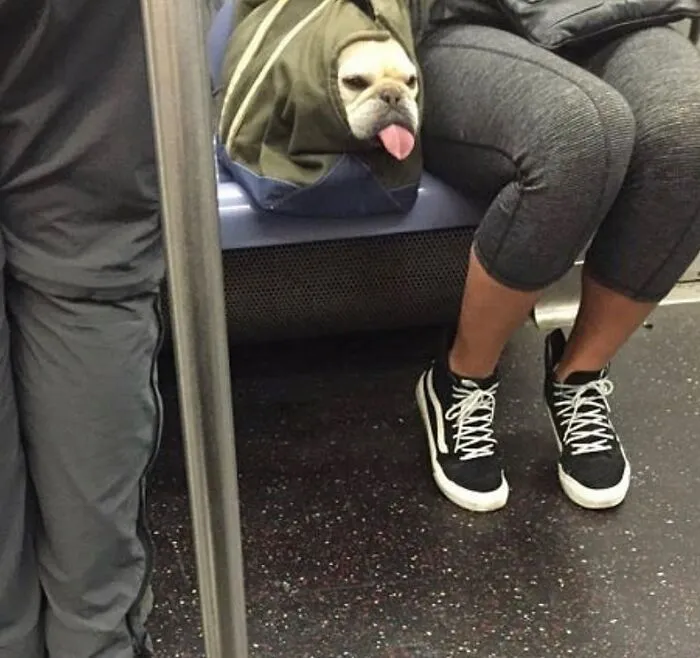 41 Personas que llevan a sus perros en bolsas, y es adorable