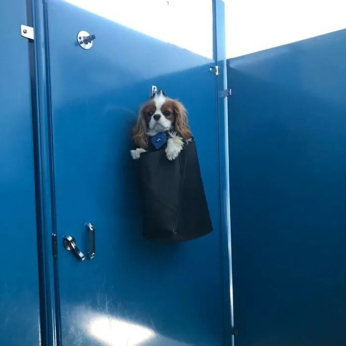41 Personas que llevan a sus perros en bolsas, y es adorable