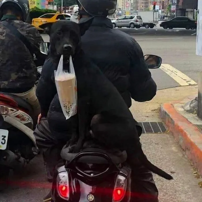 41 Personas que llevan a sus perros en bolsas, y es adorable