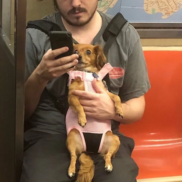 41 Personas que llevan a sus perros en bolsas, y es adorable