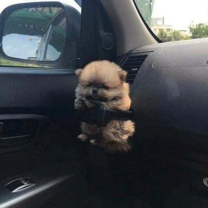41 Personas que llevan a sus perros en bolsas, y es adorable