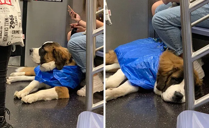 41 Times Folks Were Caught Carrying Dogs In Bags And It’s Adorable