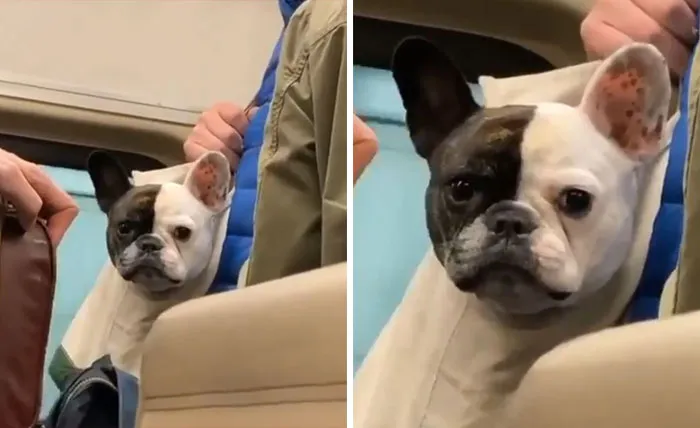 41 Personas que llevan a sus perros en bolsas, y es adorable