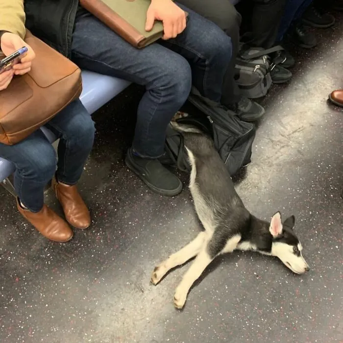 41 Times Folks Were Caught Carrying Dogs In Bags And It’s Adorable