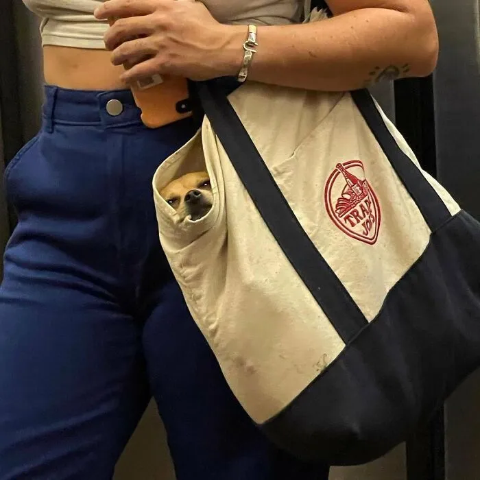 41 Times Folks Were Caught Carrying Dogs In Bags And It’s Adorable