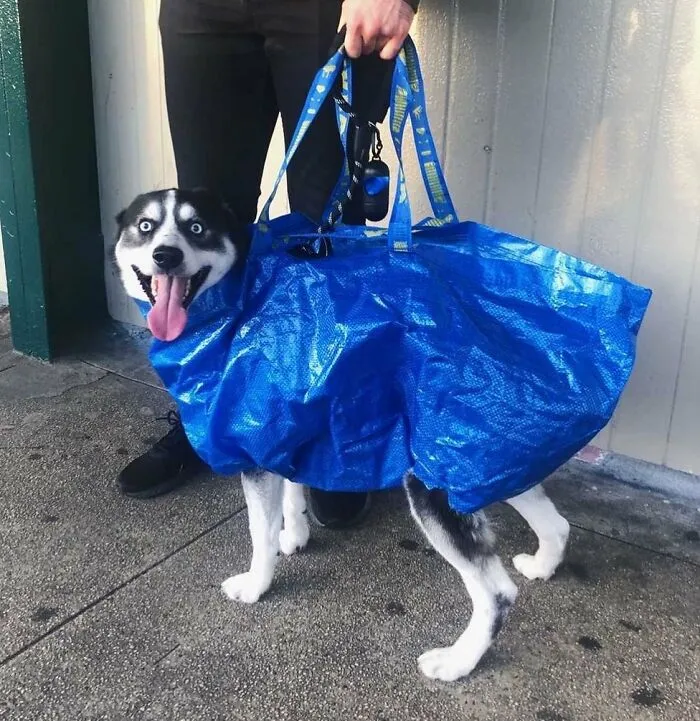 41 Personas que llevan a sus perros en bolsas, y es adorable